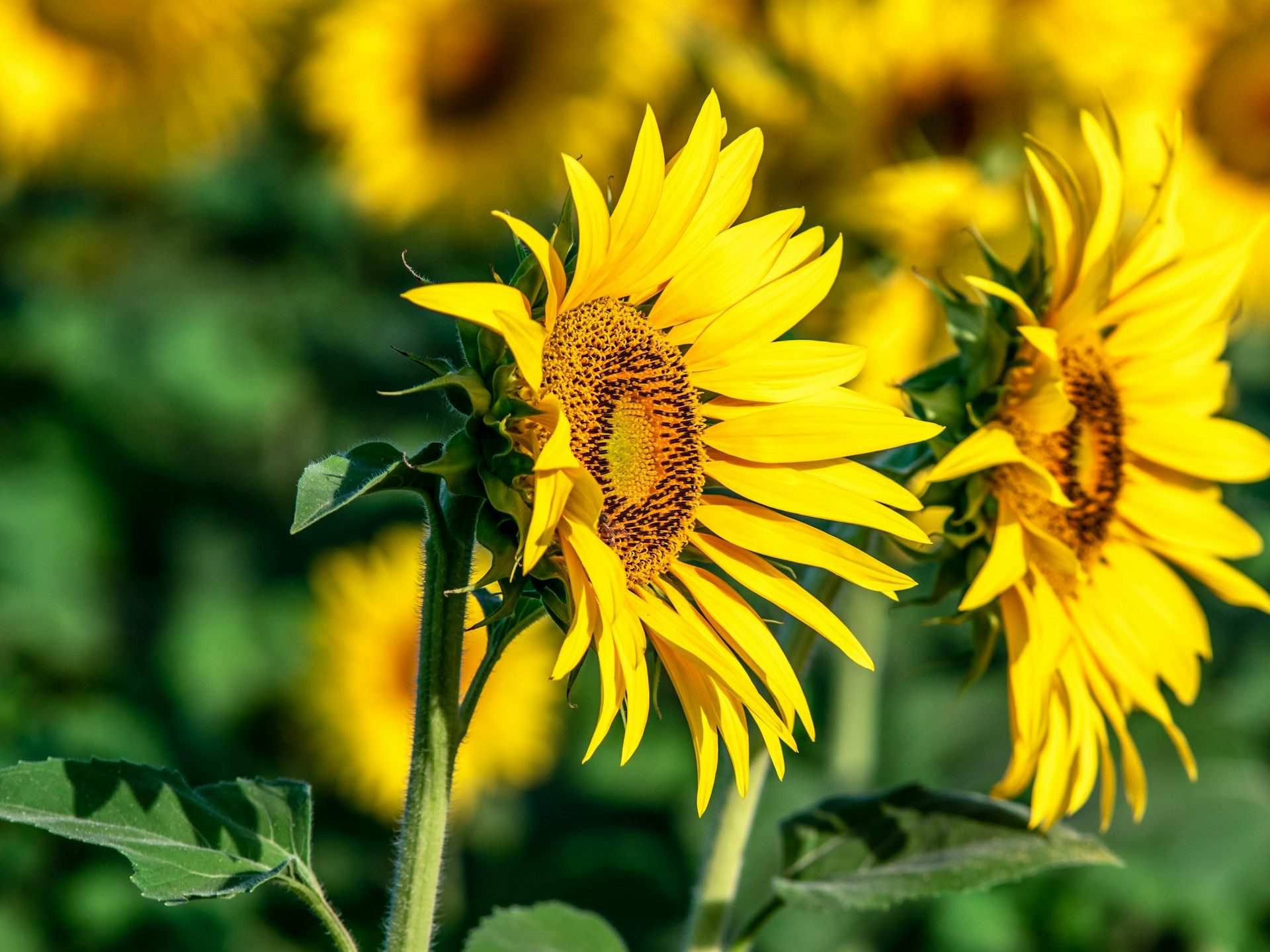achim ruhnau dfkbowkq7z4 unsplash