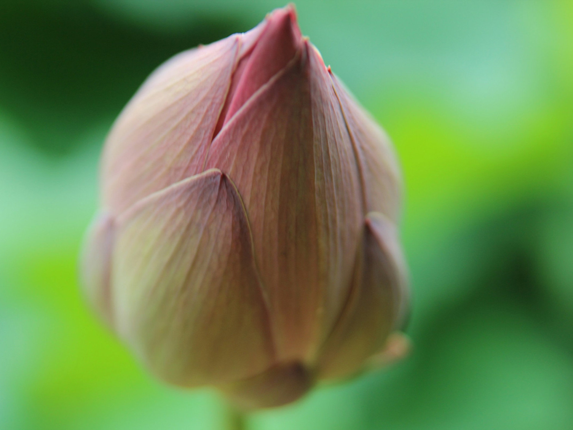 anna jin si4cxebyt48 unsplash