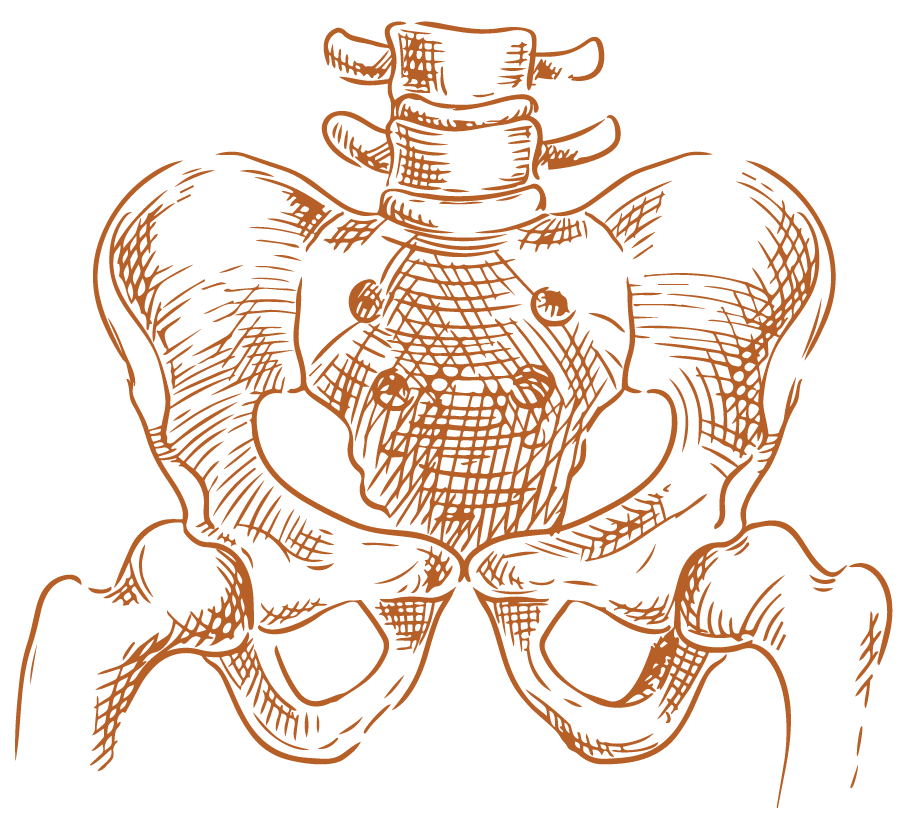 pelvis2
