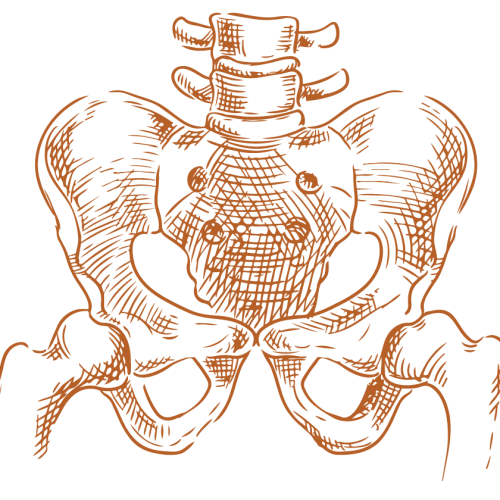 pelvis2
